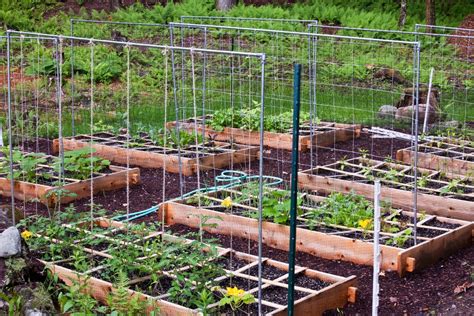 Ewa In The Garden 15 Ideas Of Diy Pea Trellis