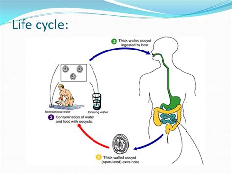 Cryptosporidium Parvum Life Cycle