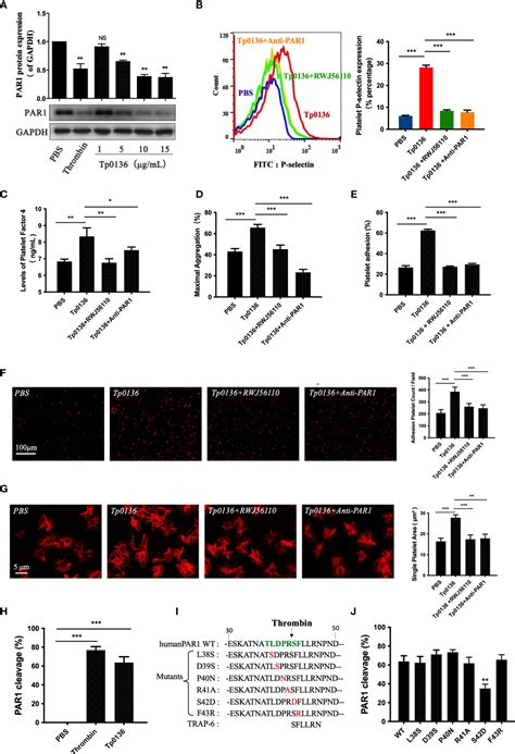 Frontiers The Outer Membrane Lipoprotein Tp Stimulates Human