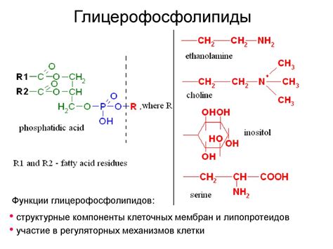 Классификация липидов - презентация онлайн