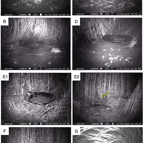 Rodents And Shrews Caught With Camera Traps In Agricultural Fields In