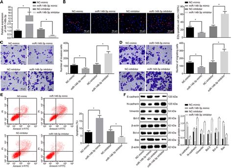 MiR 148b 3p Served As An Inhibitor Of Cell Proliferation Invasion And