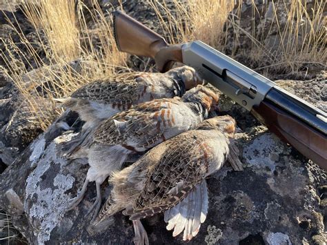 Bird Hunting – Five tips for hunting upland game birds | Western ...