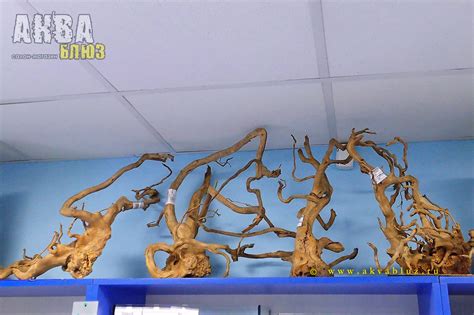 Купить корягу Паучьи корни desert driftwood для аквариума в магазине ...