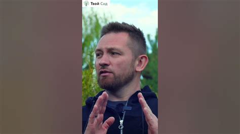 Какая туя подойдет для живой изгороди? #shorts #туя #туи - YouTube