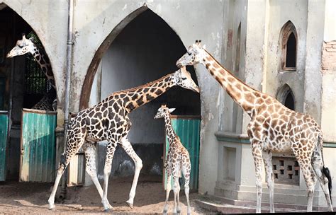 Bengal Safari tiger to raise count at zoo - Telegraph India