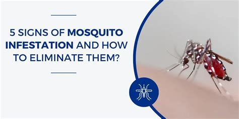 5 Signs of Mosquito Infestation and Effective Remedies