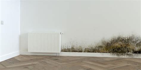 What Is Black Mold Signs Symptoms And Prevention