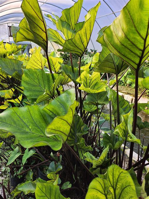 FIVE BULBS Coffee Cup Elephant Ear Colocasia Esculenta - Etsy