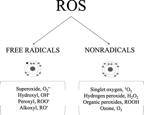 Reactive Oxygen Species Ros Of Major Interest In Oxidative Stress