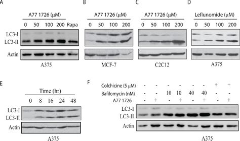 Figure 1 from Inhibition of p70 S6 kinase (S6K1) activity by A77 1726 ... 