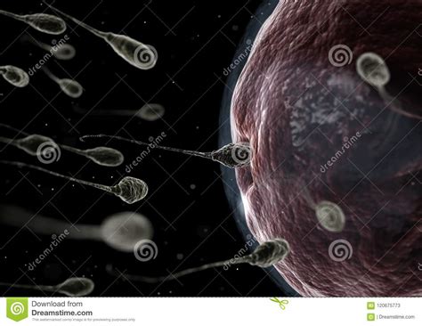 Human Sperm Fertilizing An Egg Stock Illustration Illustration Of