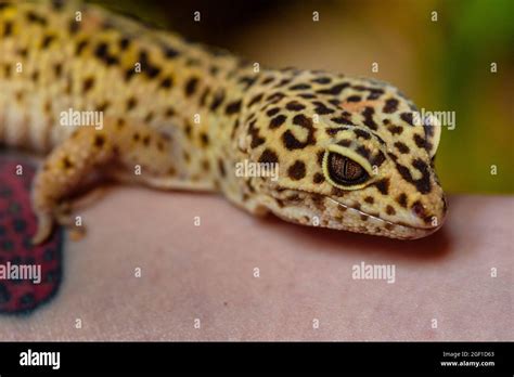 Leopard gecko, Pakistani fat-tailed gecko, Eublepharis macularius Stock ...