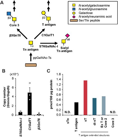 Figure From Mucin Type O Glycosylation Controls Pluripotency In Mouse