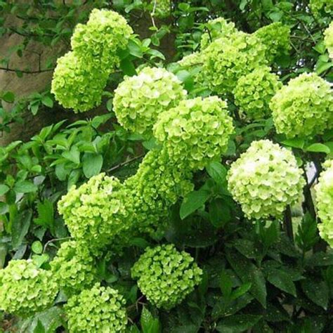 5 Lime Light Hydrangea Seeds Perennial Flowers Flower Garden Seed 1433 ...