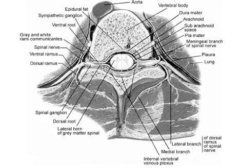 Meninges Of The Spinal Cord