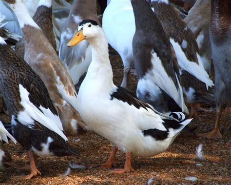 Magpie Duck - The Livestock Conservancy