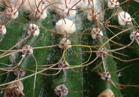 How To Get Rid Of White Fuzz On Cactus Thats Rot The Brown And