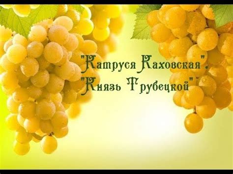 Виноград "Катруся Каховская", "Князь Трубецкой" - YouTube