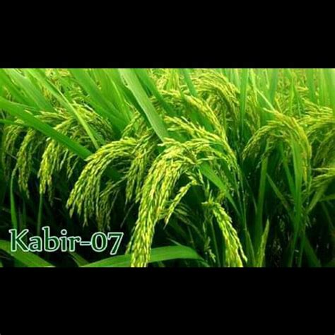 Jual Benih Padi Kabir 5 Kg Di Lapak AGROBISTORE Bukalapak