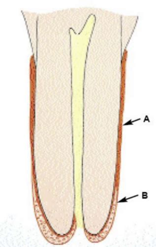 Chapter Microscopic Anatomy Of Periodontium Flashcards Quizlet