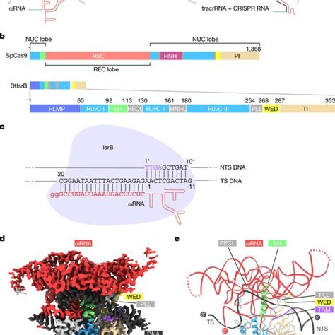 Cryogenic Electron Microscopy Cryo Em Structure Of The Download Scientific Diagram