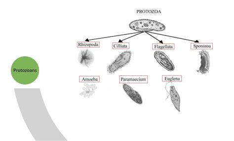 Protozoa Definition Characteristics Classification Examples