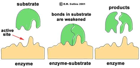 Enzyme Notes Biology Mrs Mccomas