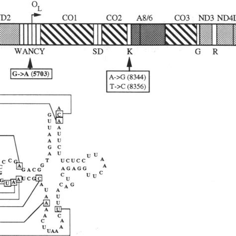 Pathogenic Point Mutations In Human Mitochondrial Trna Genes The