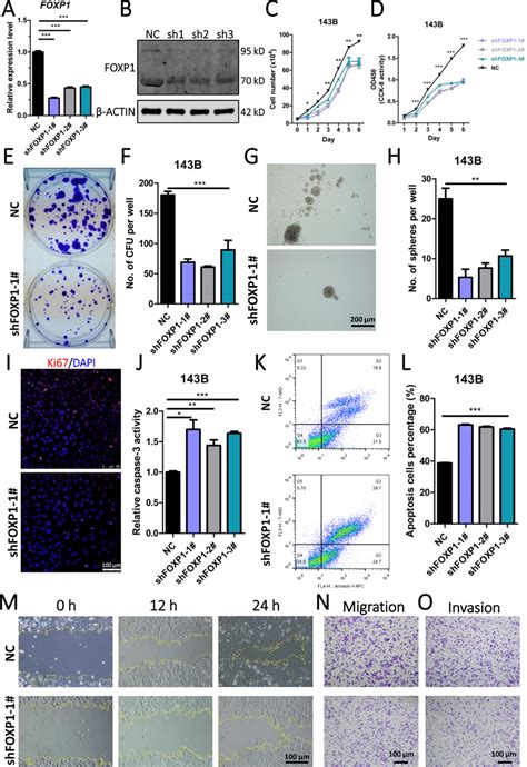 Knockdown Of Foxp In Osteosarcoma Cells Inhibited Proliferation