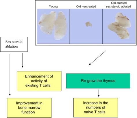 Sex Steroids Are Key To The Degradation Of The Adult Immune System And