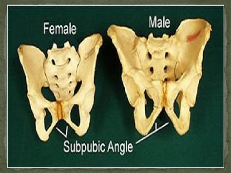 Sex Determination From Human Skeletal Remains Skull Pelvis