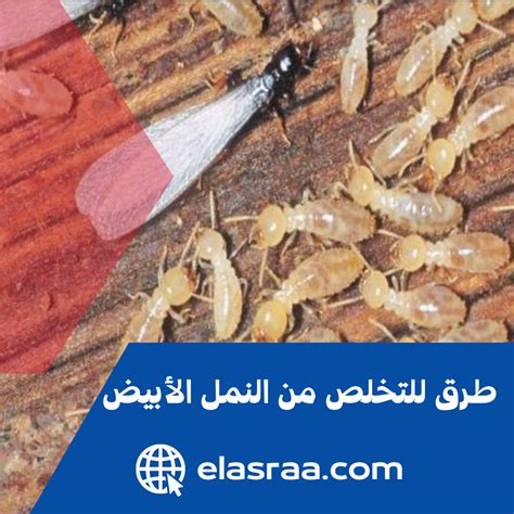 5 طرق للتخلص من النمل الأبيض في المنزل