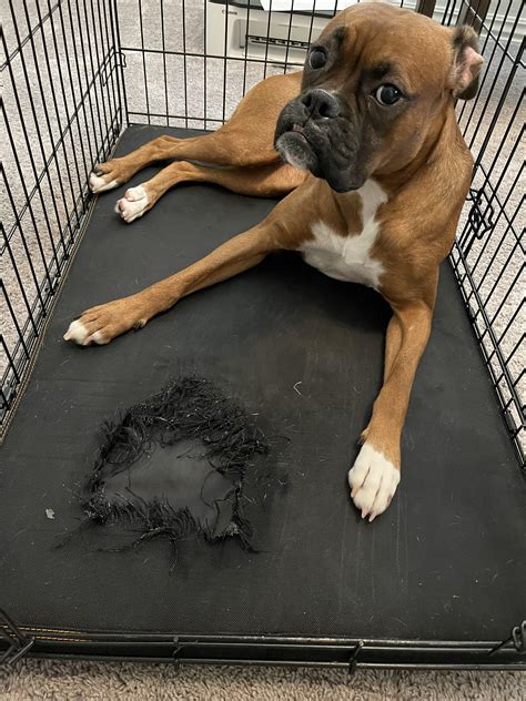 What Size Pet Crate For A Boxer at Kenneth Mcgray blog