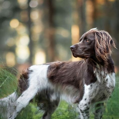 Canis Plus egészséges kutyaeledelek Naturavetal Shop