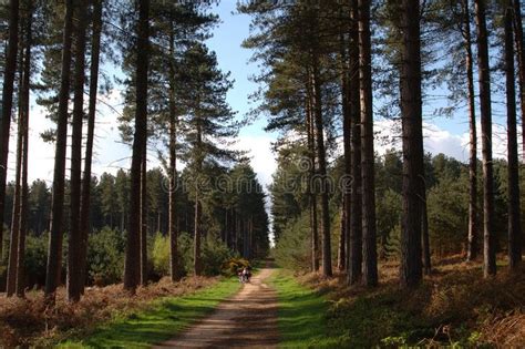 Sherwood forest. Cycling in Sherwood Forest, Nottinghamshire , #SPONSORED, #forest, #Sherwood, # ...