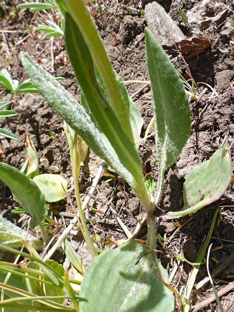 Basal Leaves Photos Of Senecio Integerrimus Asteraceae