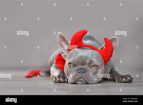 Cute French Bulldog Dog Wearing Red Devil Horns Tail And Bow Tie