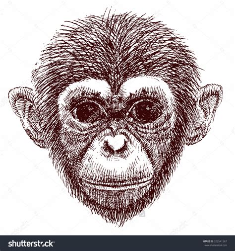 Monkey Face Drawing at GetDrawings | Free download