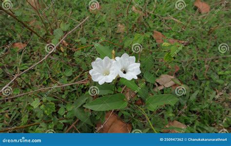 Duas Flores Brancas De Rosa Transparente E Uma Abelha Poliniza Uma Flor