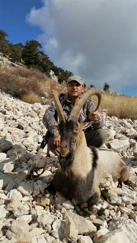 Photo Gallery Taurussafaris Photo Gallery Bezoar Ibex Hunt In Turkey