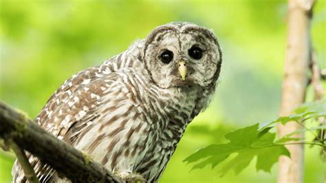 Barred Owl Wallpapers Top Free Barred Owl Backgrounds Wallpaperaccess