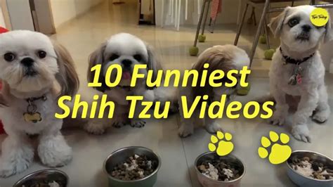 10 Funniest Shih Tzu Videos