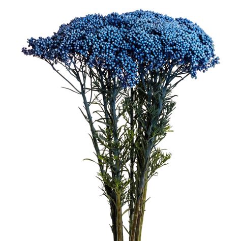 Blue Tint - Rice Flower - Esmeralda Farms Wholesale Flowers