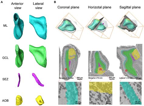 Frontiers An Interactive Image Segmentation Method For The Anatomical