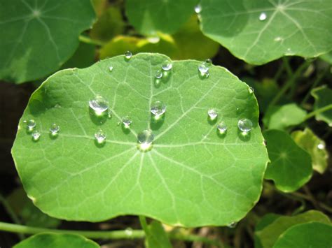 Images Gratuites Eau La Nature Feuille Fleur Goutte De Pluie