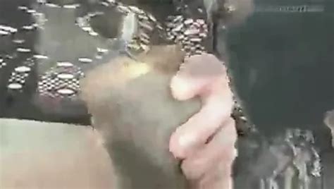 Free Self Torture Porn Videos XHamster