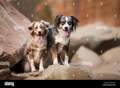 Miniature Australian Shepherd Hi Res Stock Photography And Images Alamy