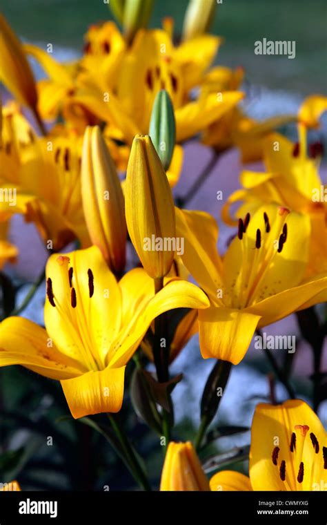 Yellow lilies in a garden Stock Photo - Alamy