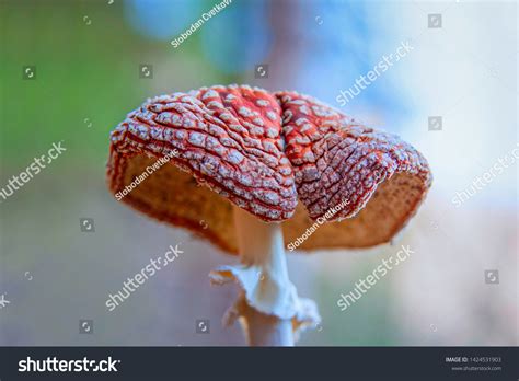 Old Fly Agaric Mushroom Aka Amanita Stock Photo 1424531903 Shutterstock